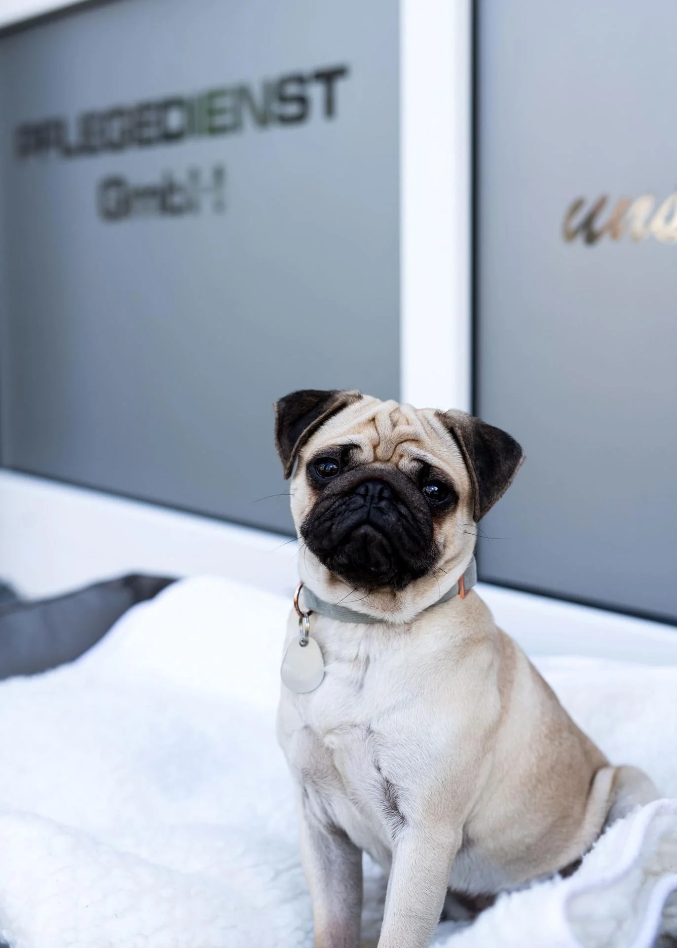 Emma, Therapiehund DVS Pflegedienst